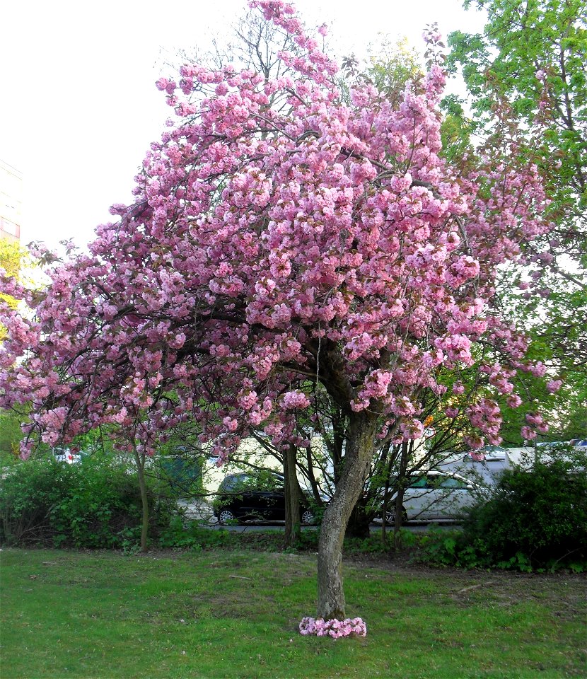 Eine Zierpflaume (Prunus blireana) bei der Kinder einen Blütenkranz um den Stamm gelegt haben.