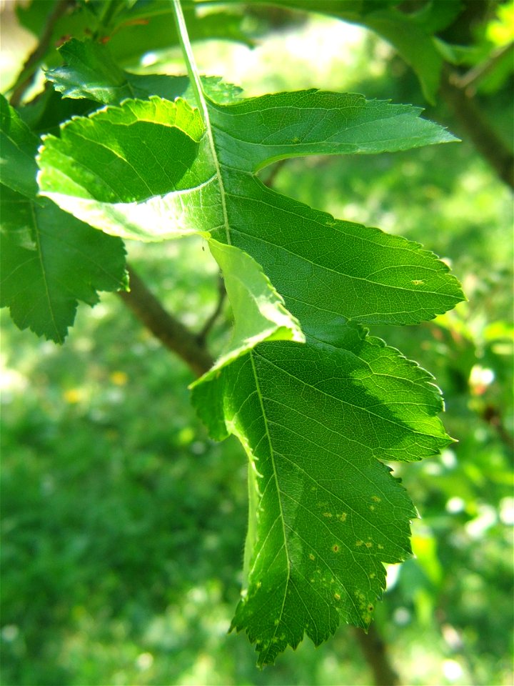 Crataegus pinnatifida