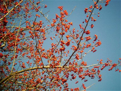 짧은설명
Fruit of Crataegus pinnatifida. Taken in Gyeonggi Provincial Museum, Yongin, in November 2005.