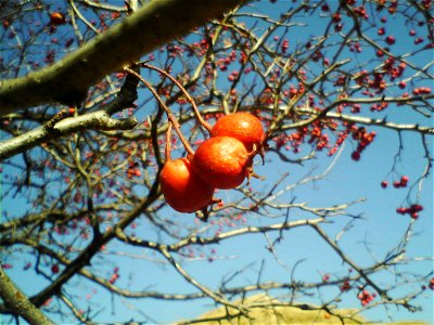 짧은설명
Fruit of Crataegus pinnatifida. Taken in Gyeonggi Provincial Museum, Yongin, in November 2005.