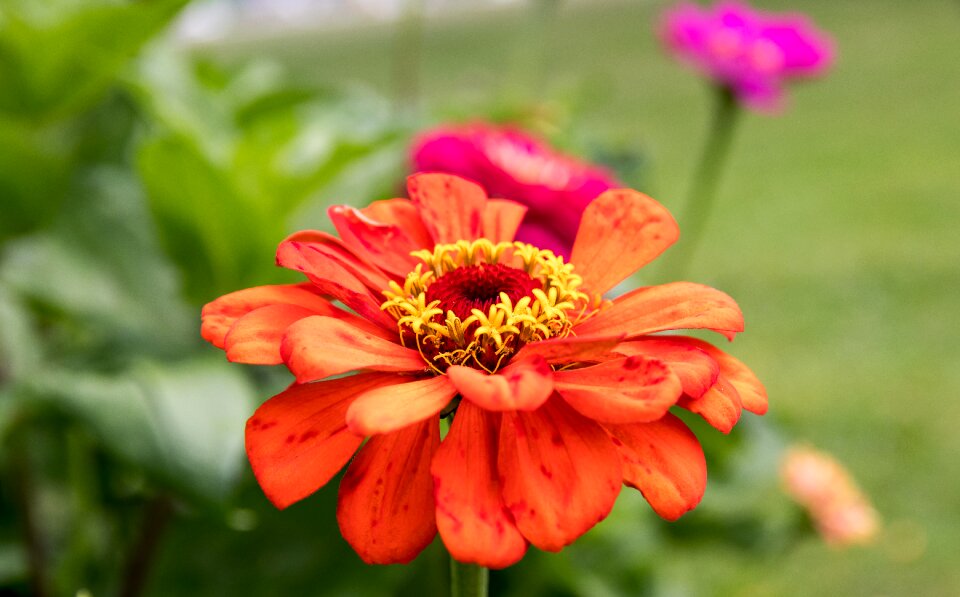 Ornamental plant orange blossom