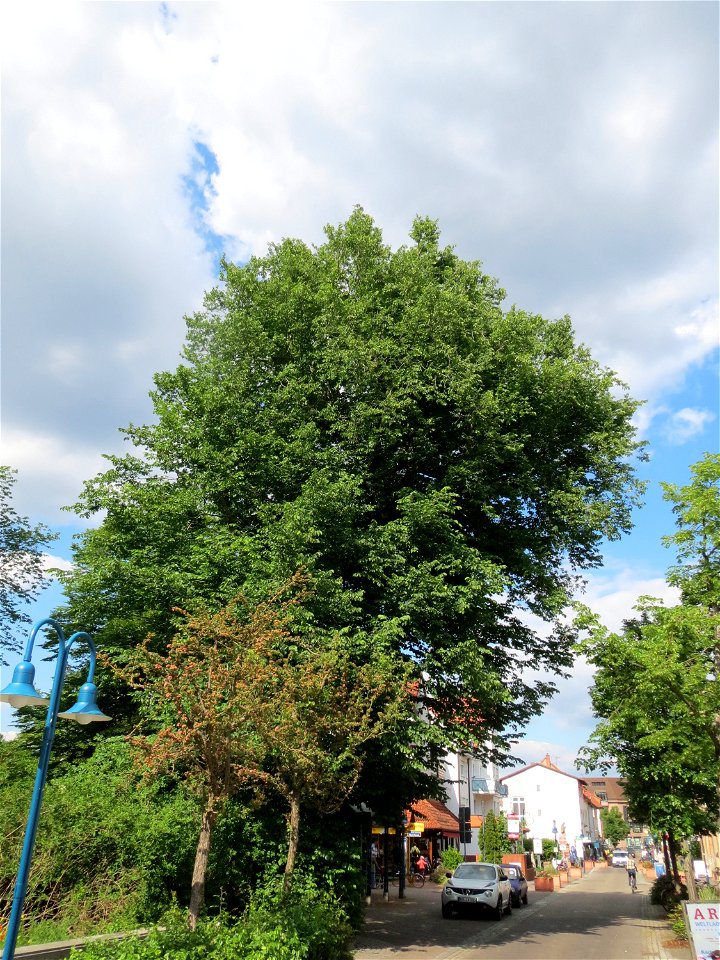 Bergulme (Ulmus glabra) in Hockenheim (Naturdenkmal)
