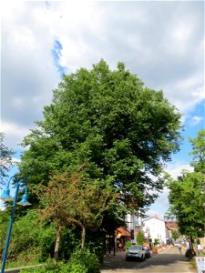 Bergulme (Ulmus glabra) in Hockenheim (Naturdenkmal)