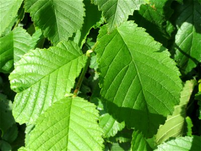 Bergulme (Ulmus glabra) in Hockenheim (Naturdenkmal)