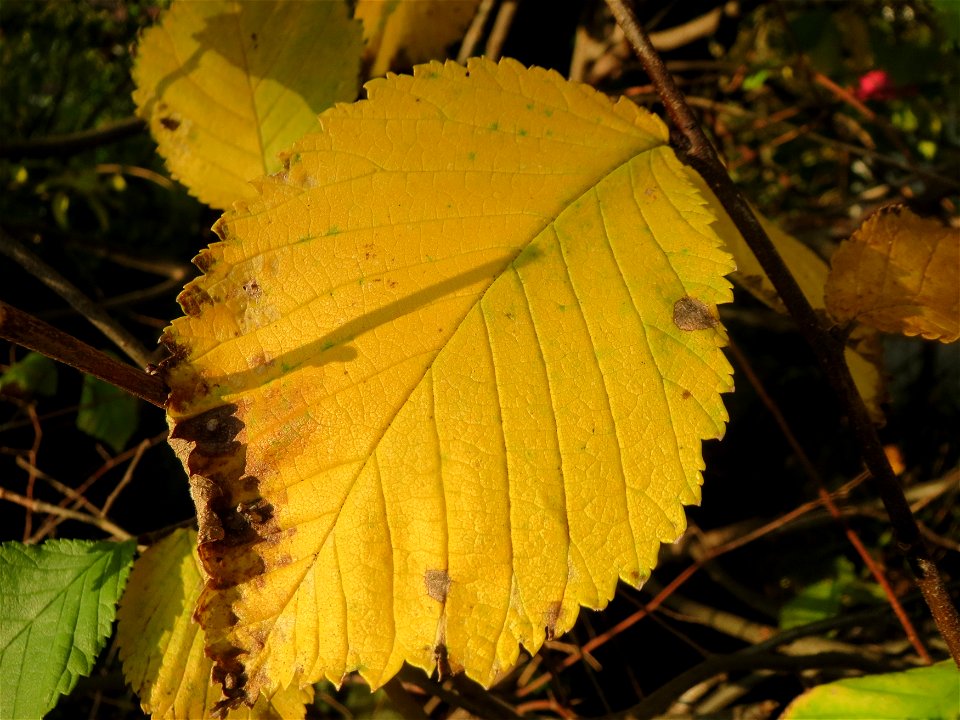 Bergulme (Ulmus glabra) in Hockenheim (Naturdenkmal)