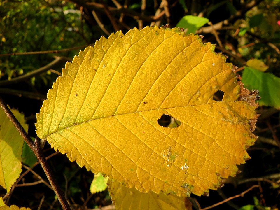 Bergulme (Ulmus glabra) in Hockenheim (Naturdenkmal)