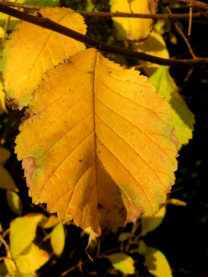 Bergulme (Ulmus glabra) in Hockenheim (Naturdenkmal)