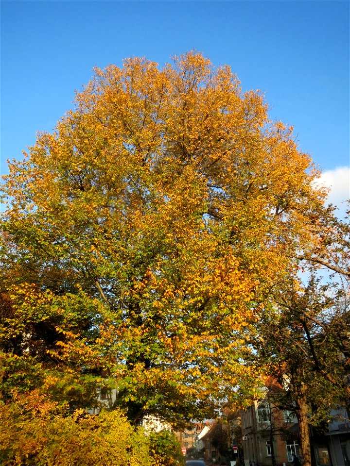 Bergulme (Ulmus glabra) in Hockenheim (Naturdenkmal)