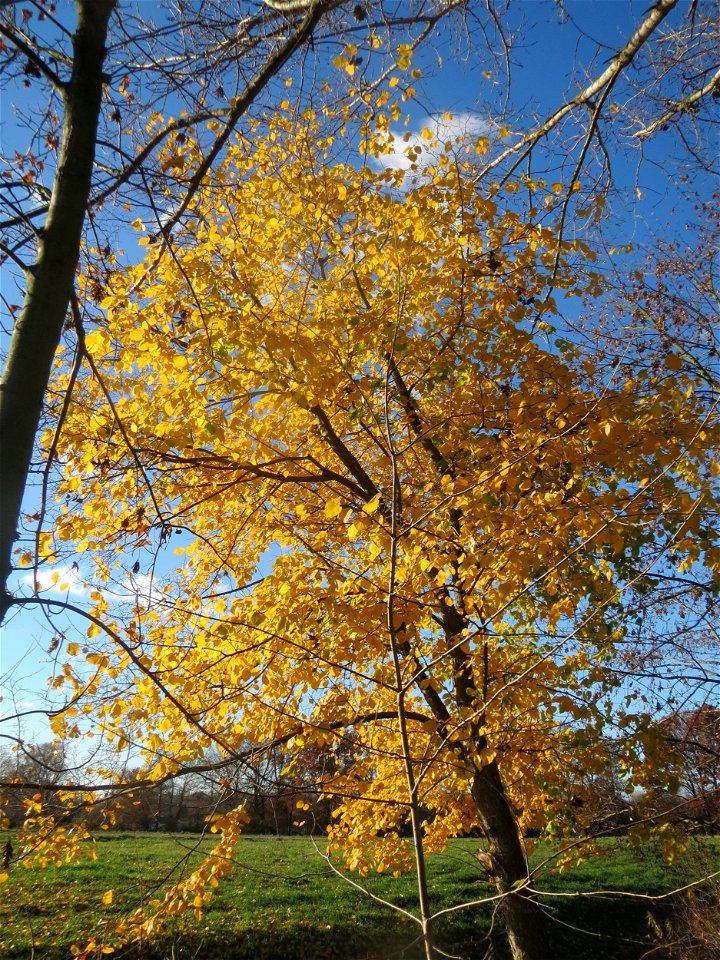 Bergulme (Ulmus glabra) bei Neulußheim (Gemarkung Altlußheim)
