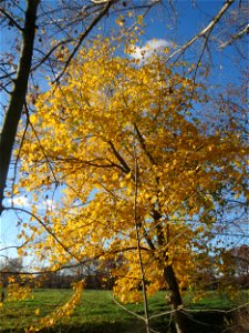 Bergulme (Ulmus glabra) bei Neulußheim (Gemarkung Altlußheim)