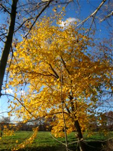 Bergulme (Ulmus glabra) bei Neulußheim (Gemarkung Altlußheim) photo