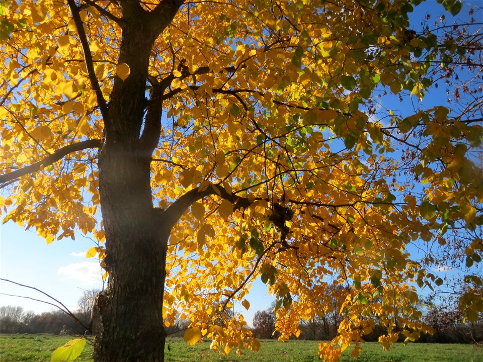 Bergulme (Ulmus glabra) bei Neulußheim (Gemarkung Altlußheim)