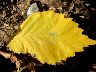 Bergulme (Ulmus glabra) bei Neulußheim (Gemarkung Altlußheim)