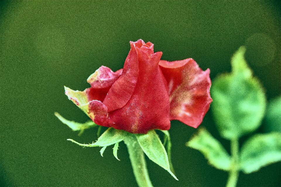 Flowers flowering romantic
