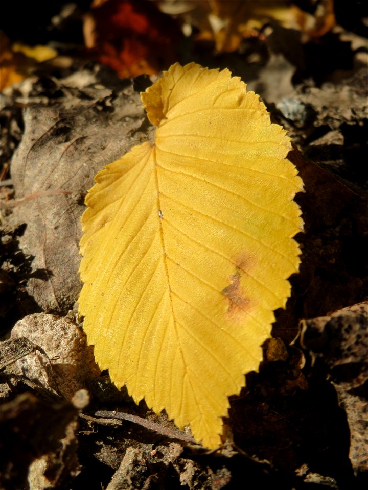 Bergulme (Ulmus glabra) bei Neulußheim (Gemarkung Altlußheim) - die Laubblätter sind deutlich größer und breiter als bei der in dieser Region häufigeren Feldulme