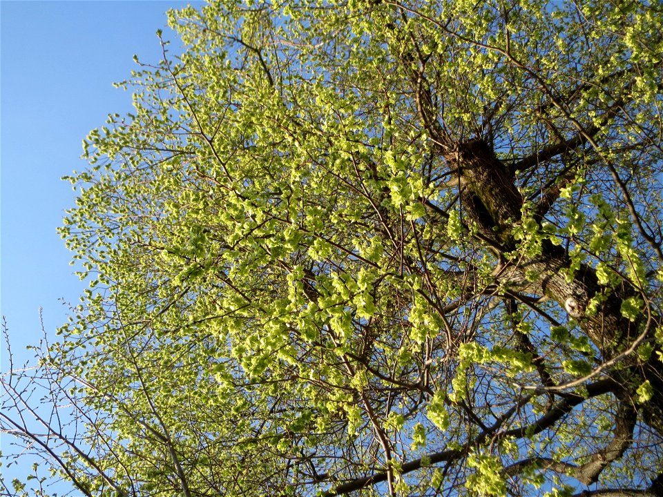 Naturdenkmal: Bergulme (Ulmus glabra) in der Karlsruher Straße in Hockenheim