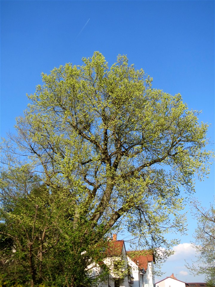 Naturdenkmal: Bergulme (Ulmus glabra) in der Karlsruher Straße in Hockenheim