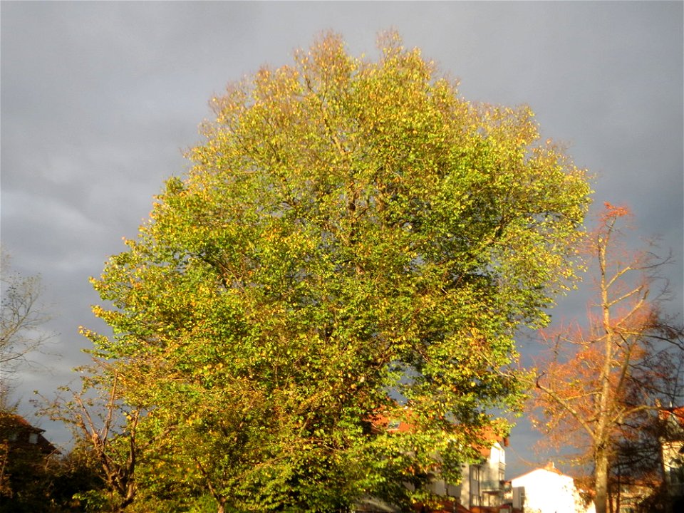 Naturdenkmal: Bergulme (Ulmus glabra) an der Karksruher Straße in Hockenheim