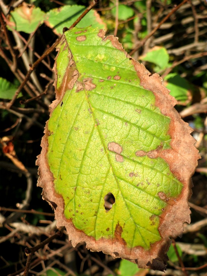 Naturdenkmal: Bergulme (Ulmus glabra) an der Karlsruher Straße in Hockenheim