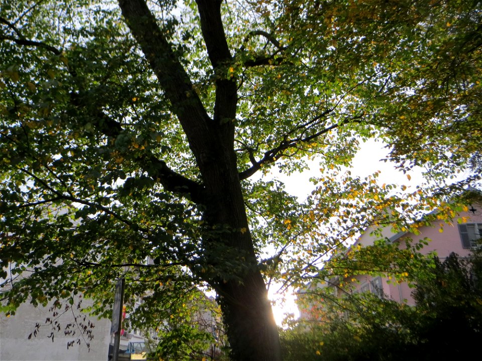 Naturdenkmal: Bergulme (Ulmus glabra) an der Karksruher Straße in Hockenheim