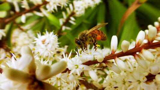 Garden big plan bee insect
