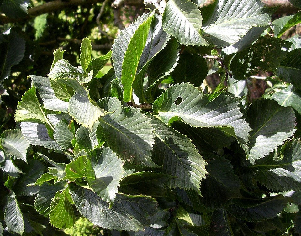 Photo of leaves of U. glabra 'Nana'