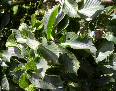 Photo of leaves of U. glabra 'Nana'