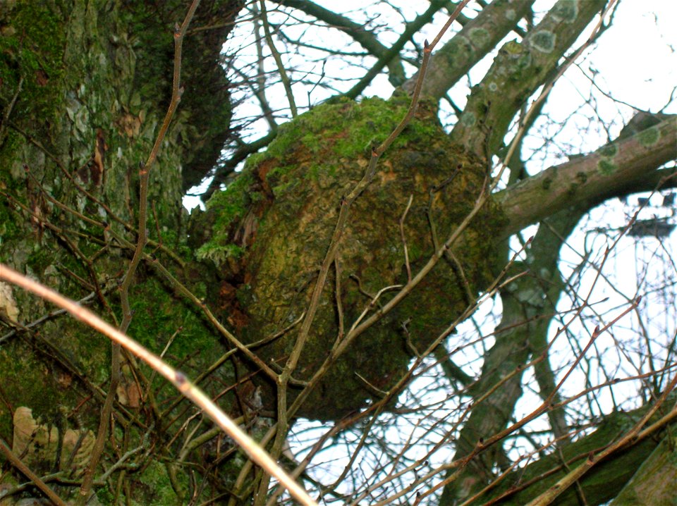 A Burr on an Elm, Dalry, North Ayrshire, Scotland.