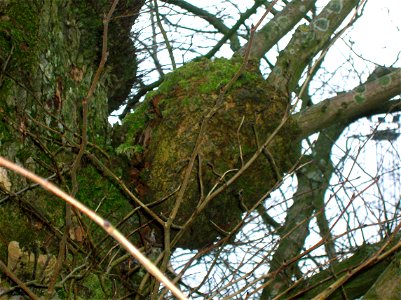 A Burr on an Elm, Dalry, North Ayrshire, Scotland. photo