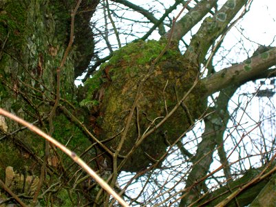 A Burr on an Elm, Dalry, North Ayrshire, Scotland.