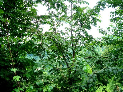 Dağ karaağacı (Ulmus glabra) photo