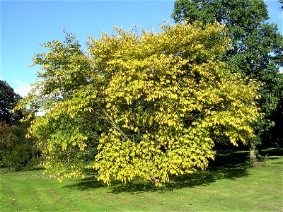 Photo taken by author, Hillier Arboretum, Aug. 2007. Ulmus glabra 'Lutescens'. The Sir Harold Hillier Gardens are located 5 km north-east of the town of Romsey in Hampshire, England photo