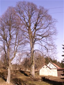 jilm drsný (Ulmus glabra Huds.), památný strom, výška 25 m, obvod 330 cm, Starý Telečkov, okres Žďár nad Sázavou, kraj Vysočina