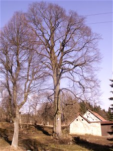 jilm drsný (Ulmus glabra Huds.), památný strom, výška 25 m, obvod 330 cm, Starý Telečkov, okres Žďár nad Sázavou, kraj Vysočina photo