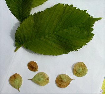 Ulmus glabra (Wych elm or Scots elm) - leaf and fruits photo