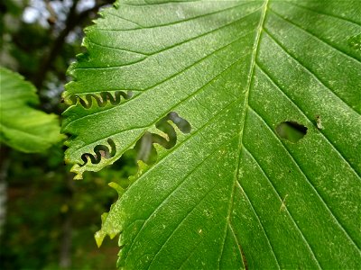 Aproceros leucopoda söömisjäljed Ulmus scabra lehel. Puhtu photo