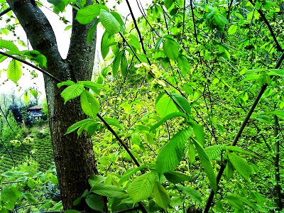 Ulmus glabra photo