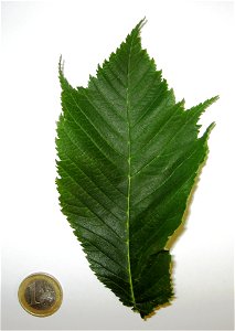 Photo of Cornuta leaf photo