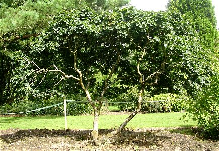 Photo of Ulmus glabra 'Nana', SHHG photo