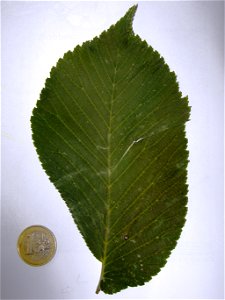 Photo of typical wych elm leaf. photo