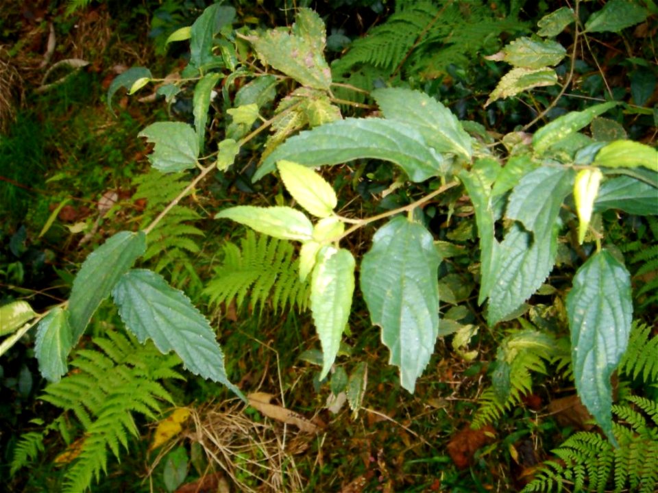Celtis australis in Çayeli (Rize, Turkey).