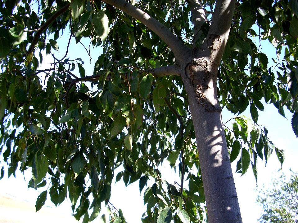 Celtis australis trunk and leaves, Dehesa Boyal de Puertollano, Spain