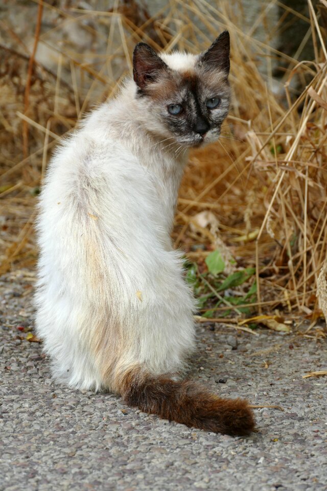 Fauna siamese straw