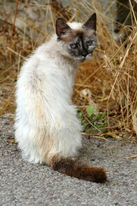 Fauna siamese straw
