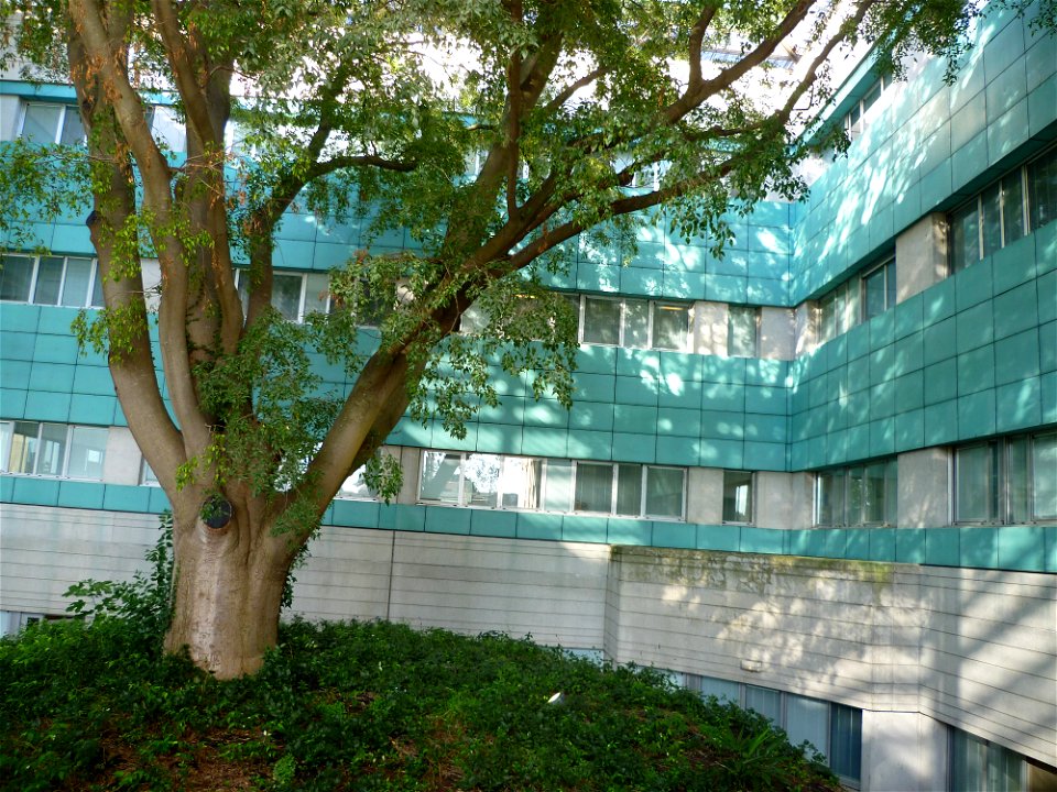 Un micocoulier entouré de bâtiments à l'hôpital Purpan de Toulouse.