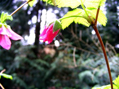 Closed salmonberry (Rubus spectabilis) flower