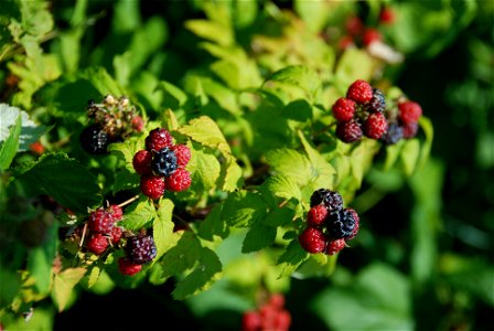Black raspberries in fruit