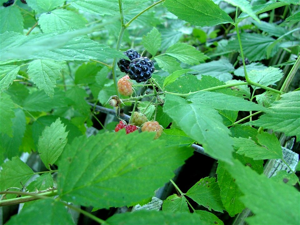 Black Raspberries in fruit, taken 24th July 2005 in Underhill, Vermont on a Fuji Finepix S5000 at 2 Megapixel native resolution.