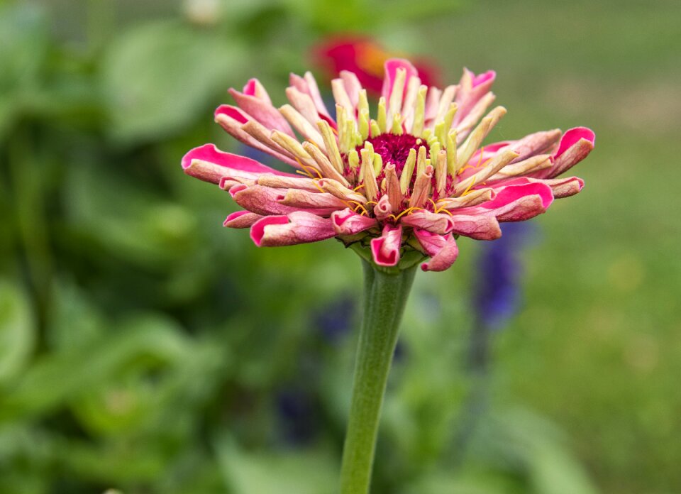 Ornamental plant blossom bloom