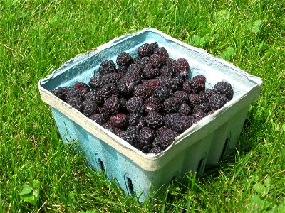 A pulp basket full of recently-picked black raspberries, sitting in the grass behind my house.